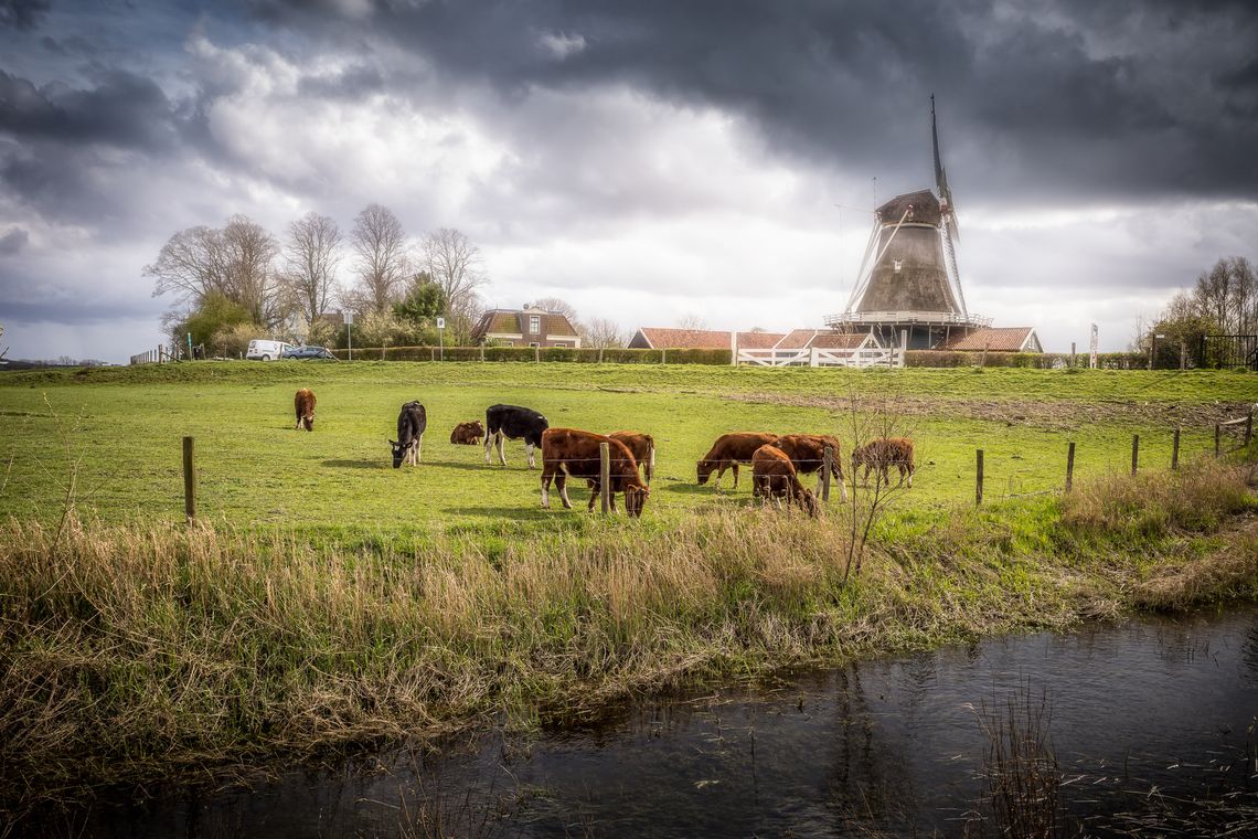 Afbeelding met koeien en een grasveld